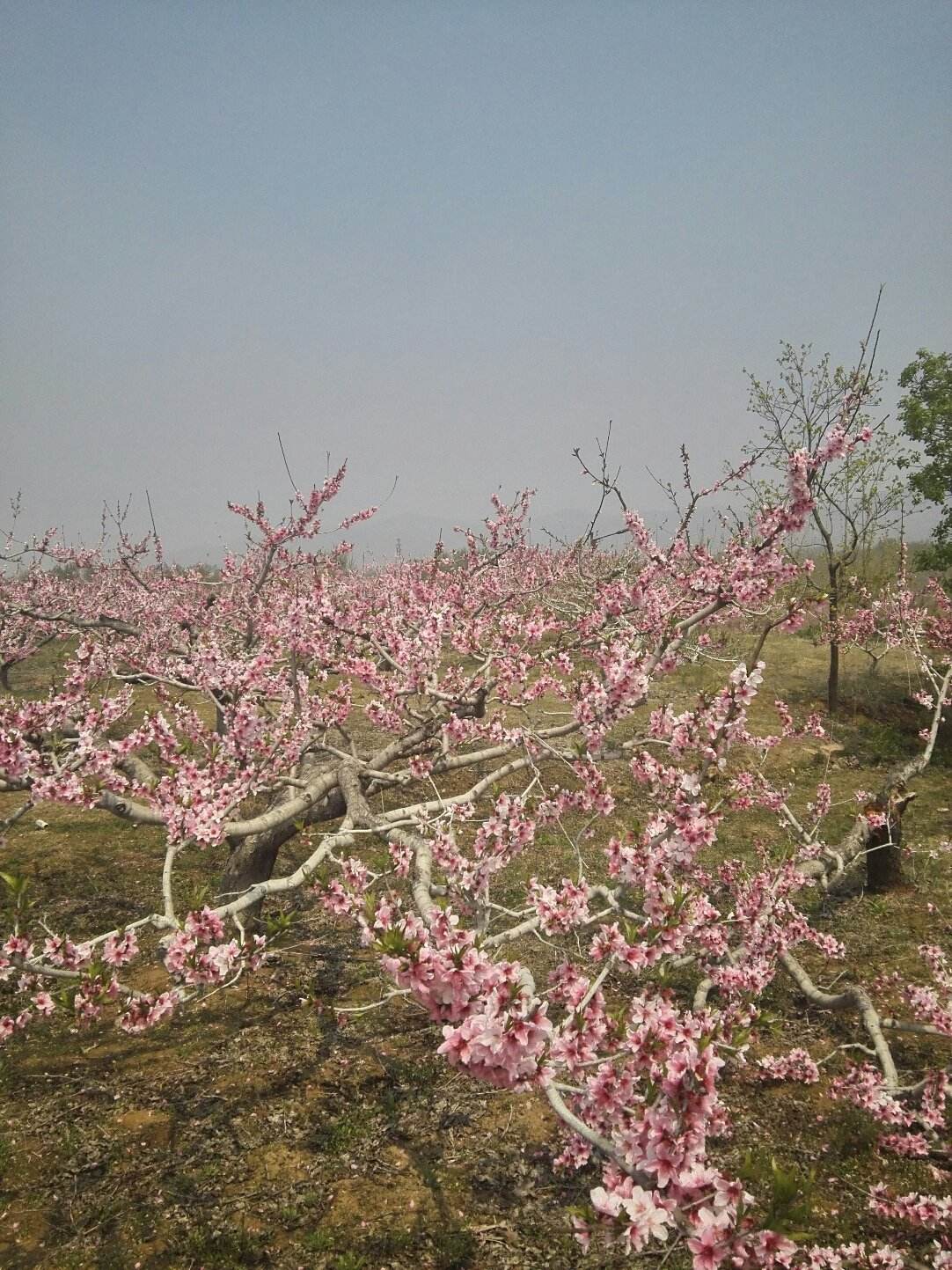 山东济宁邹城市圣城文化旅游开发2022债权系列(邹城圣城文化旅游公司总经理)