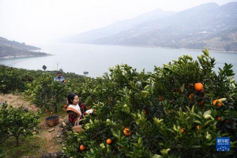 重庆奉节县三峡库区生态产业发展企业信用资产产品(奉节县三峡之巅林业开发有限公司)